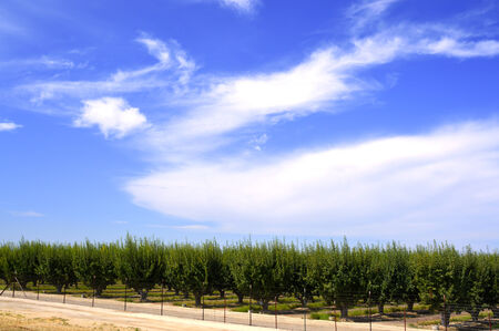 Plum tree on a farm on the blue sky background.の写真素材
