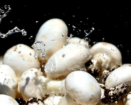 Button mushrooms white fresh wet beautiful new.の写真素材