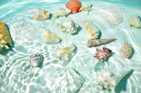 Seashells under water in a cold blue clear water.