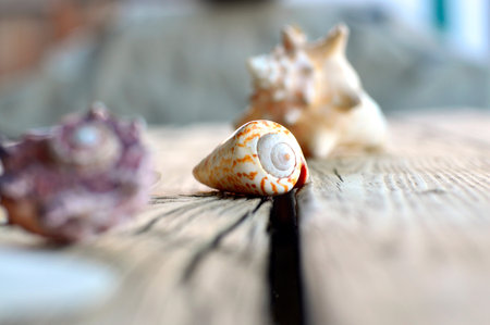 Collection of colored shells with different shapes on the background.