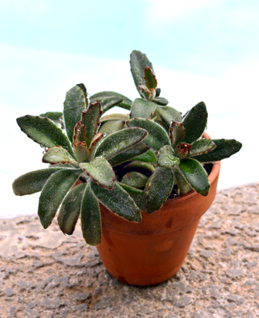 Chocolate soldiers kalanchoe plant in a pot の写真素材