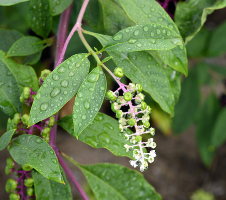 Phytolacca americana, Pokeweed with green leaves in the garden.の写真素材