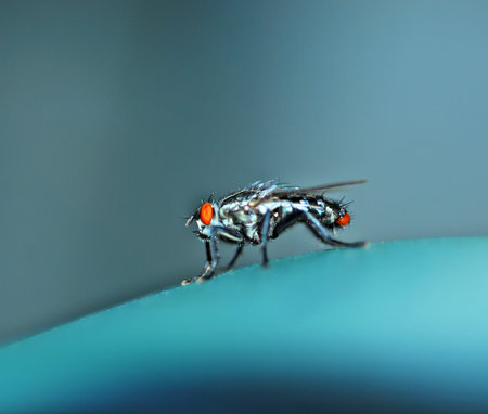 Housefly with wings feet eyes beautiful shiny blue.
