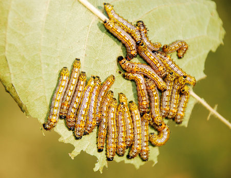 Caterpillars worms on the leaves of a tree in the garden.