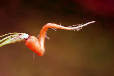 Fresh orange carrot mutant agriculture summer season.の写真素材