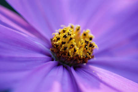 Cosmos beautiful purple flower with yellow center.の写真素材