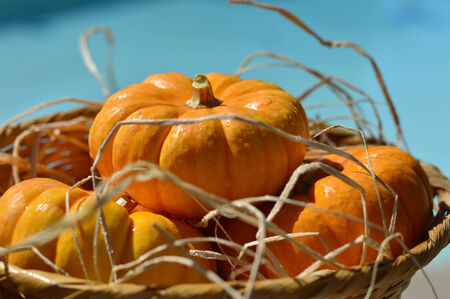 Pumpkin orange ripe for a fresh round of beautiful autumn holiday.の写真素材