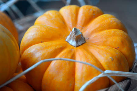 Pumpkin orange ripe for a fresh round of beautiful autumn holiday.の写真素材