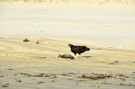 Turkey vulture large bird of prey with strong wings.の写真素材