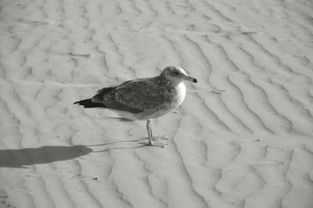 Seagull beautiful graceful bird that lives near the ocean and eat fish.の写真素材