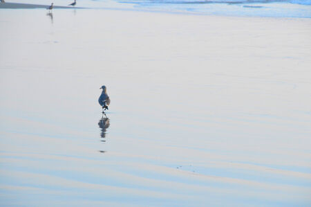 Seagull beautiful graceful bird that lives near the ocean and eat fish.の写真素材