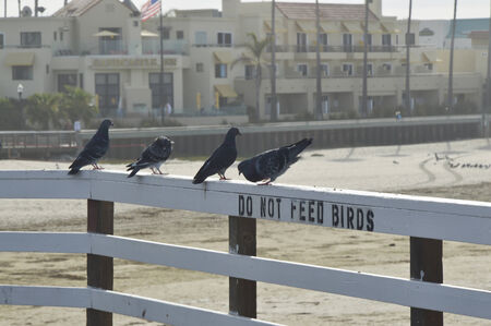 Pigeons are beautiful little birds living in the wild.のeditorial素材