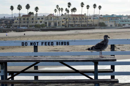Seagull beautiful graceful bird that lives near the ocean and eat fish.のeditorial素材