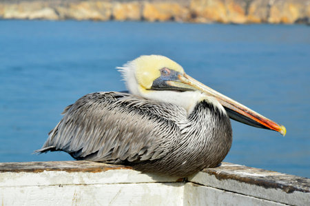 Pelican big beautiful bird with a large beak eats fish.の写真素材