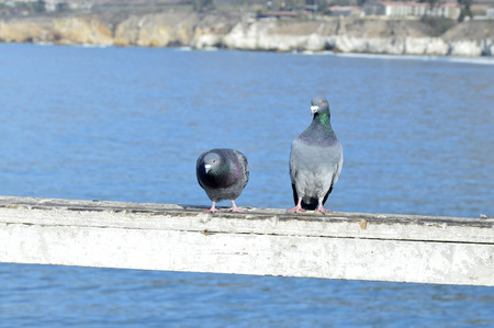 Pigeons are beautiful little birds living in the wild.の写真素材