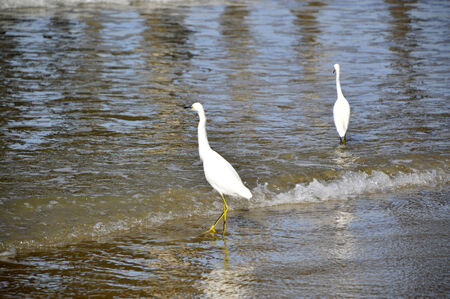 White heron bird with a long beak and large wings.の写真素材