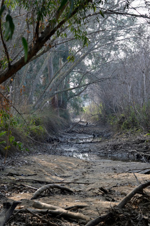 Dry creek in the woods in the park.の写真素材
