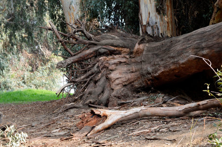 Dry tree roots eucalyptus in the park.