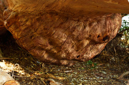 Knot disease on the tree in the park.の写真素材
