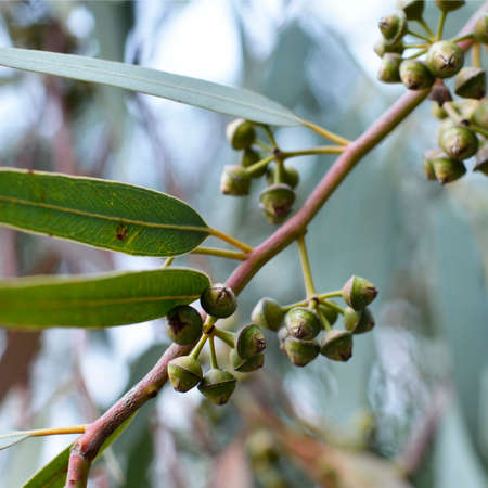 Beautiful large eucalyptus trees in the park.の写真素材