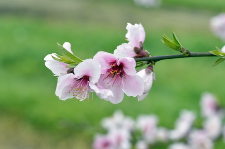 Nectarine blossom tree on a farm on the field.の写真素材