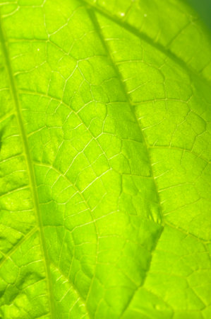 Green leaf juicy healthy fresh cucumber on the plant.
