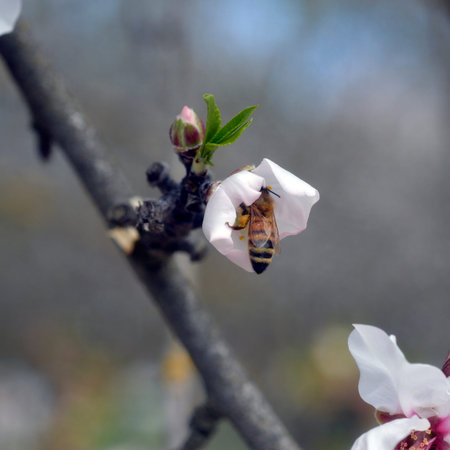 Bee on fruit trees on a white flower pollinating.