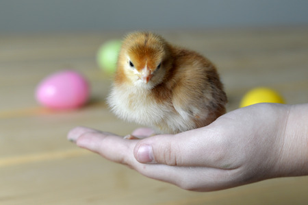 Easter chicken little fluffy newborn bird on the farm.の写真素材