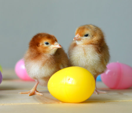 Easter chicken little fluffy newborn bird on the farm.