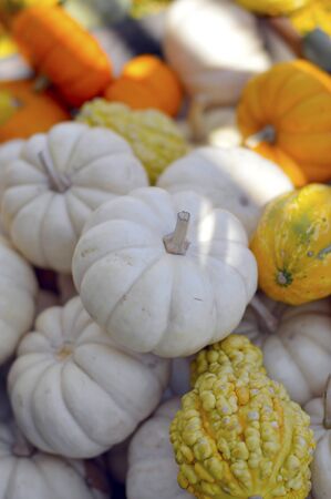 Pumpkin nice round ripe fruit in autumn.の写真素材