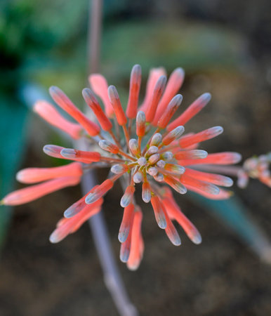 Aloe Vera flower Beautiful juicy medical plant.の写真素材