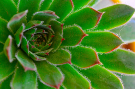 Beautiful fresh succulent plant with thick leaves.の写真素材