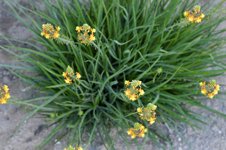 Agave succulent blooming beautiful flowers of yellow and orange.の写真素材