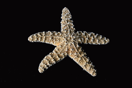 Large sea star on a black backgroundの写真素材