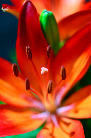 Flower lily beautiful fresh orange summer season.の写真素材