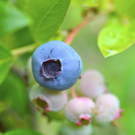 Blueberries on the bush fresh berries delicious healthy food.の写真素材