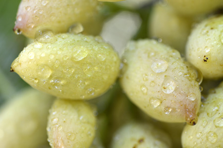 Pistachio nuts on green leaves on the field.の写真素材