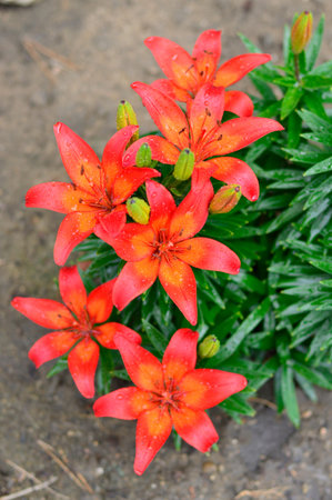 Tiger beautiful lilies in the spring gardenの写真素材