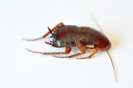 Close-up of brown cockroach on a white background