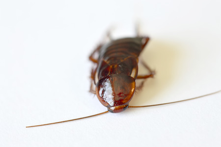 Close-up of brown cockroach on a white backgroundの写真素材