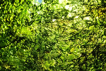 Sea weed green useful plant tasty foodの写真素材