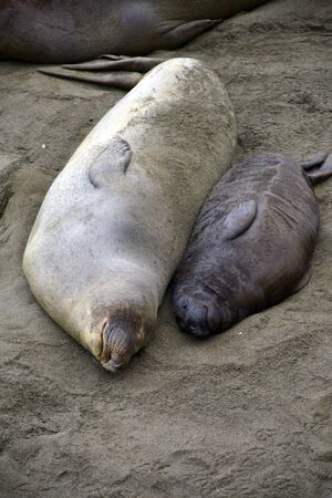Female elephant seal nursing  baby USA California Pacific oceanの写真素材