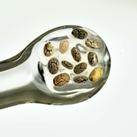 Chia seeds macro  tiny  healthy plant foodの写真素材