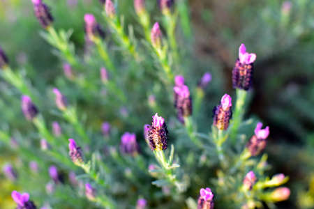 Lavender flowers beautiful purple plants in the gardenの写真素材