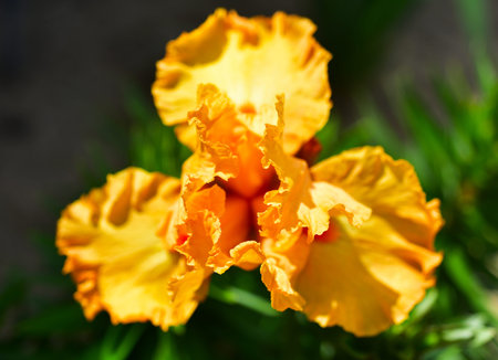 Orange fresh iris plant in the gardenの写真素材