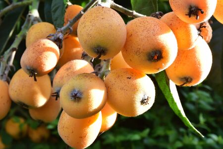 Loquat tree plant orange juice fruits bunchの写真素材