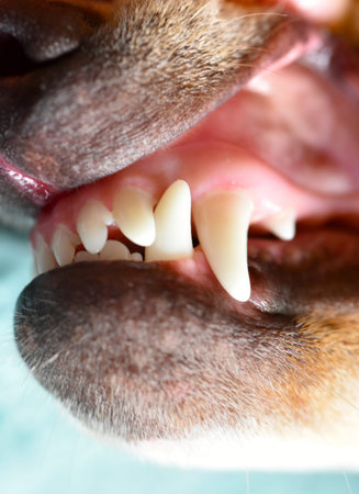 White teeth of an aggressive puppy in a dog shelterの写真素材