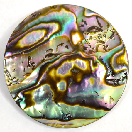 Mother of pearl shells on a white background