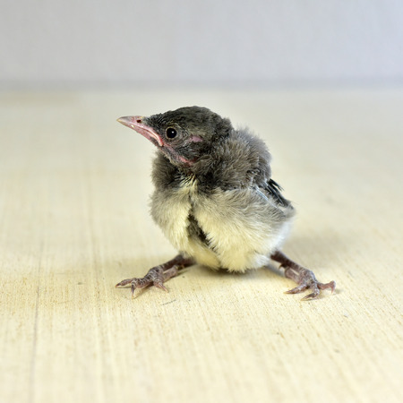 Nestling baby Blue Jay bird small wildlifeの写真素材
