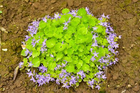 Campanula poscharskyana close up of violet bellflower blossomsの写真素材